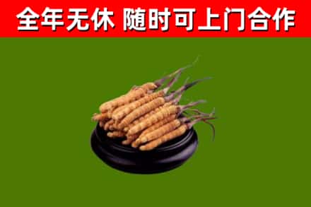 汉阳烟酒回收冬虫夏草.jpg